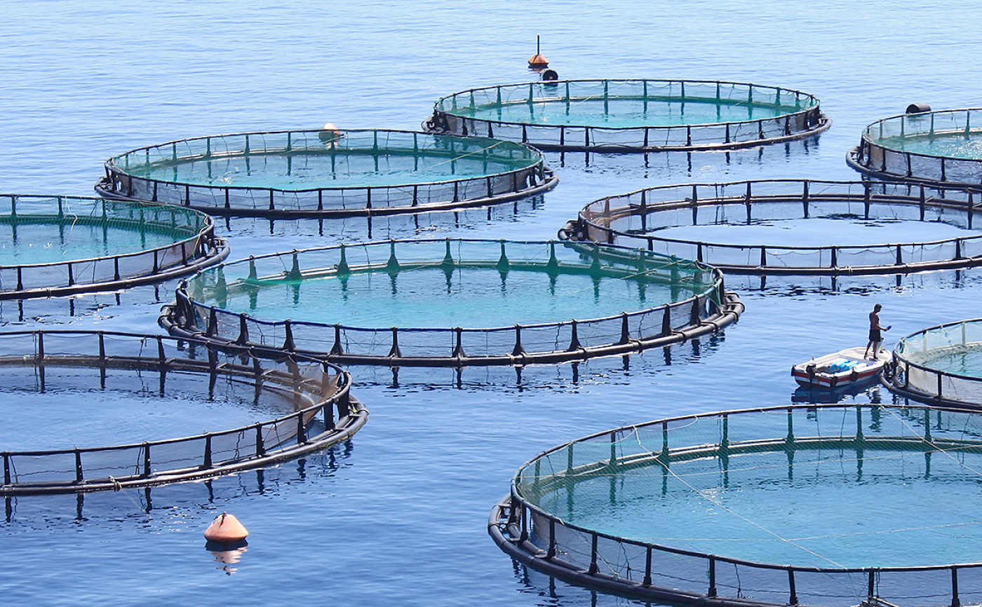 Close-up cages used to contain farmed fish