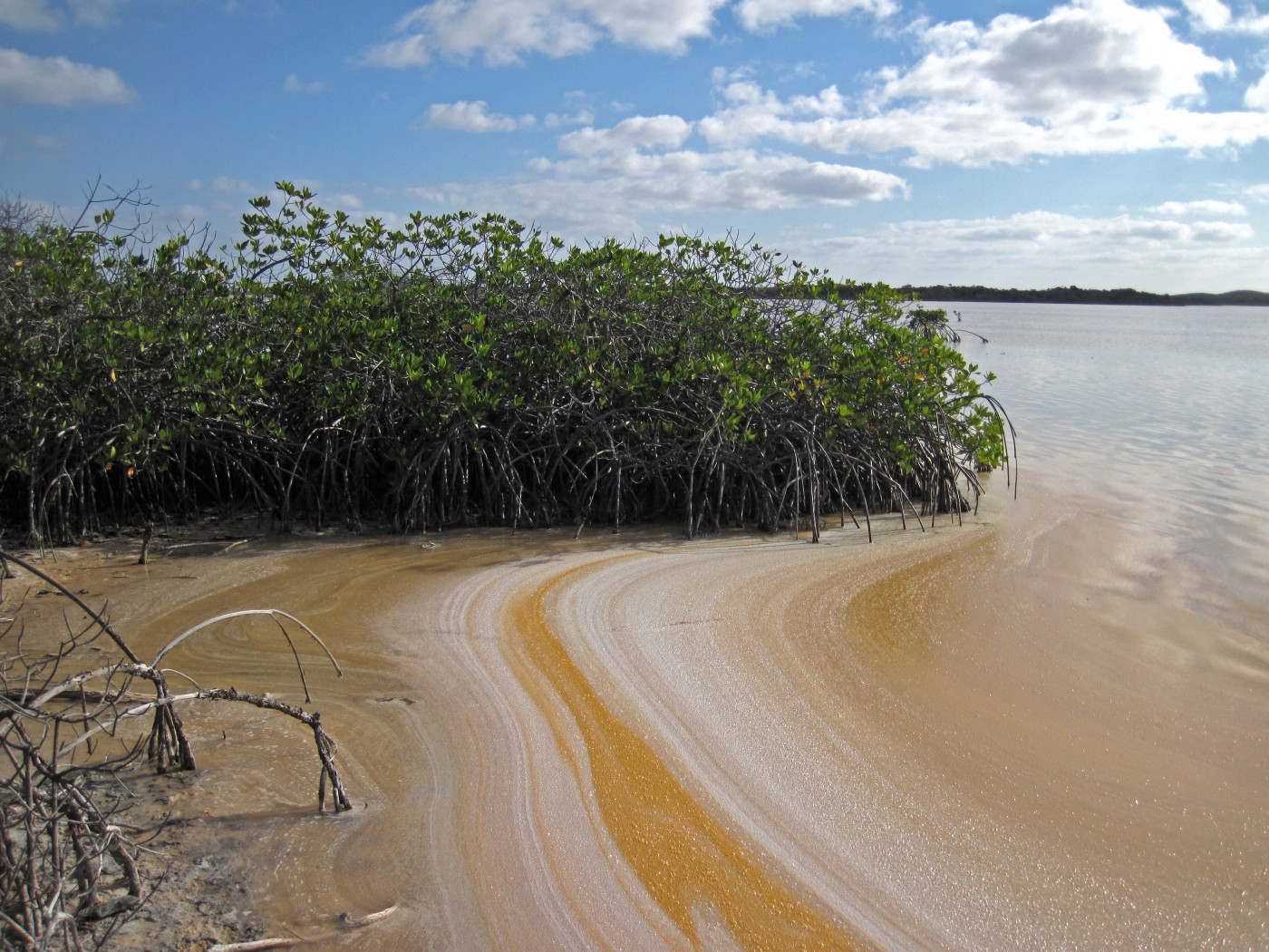 Mangrove shoreline