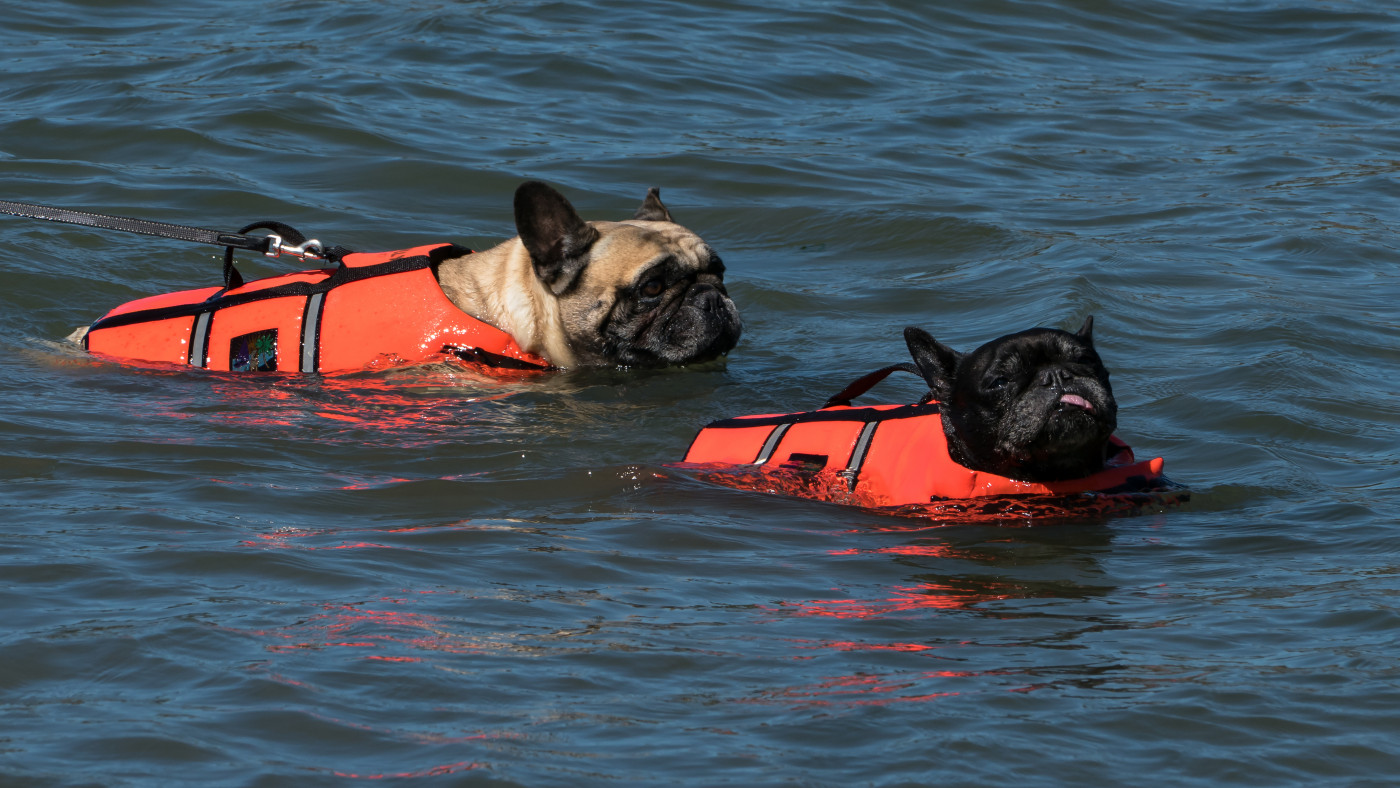 Bull dogs swimming