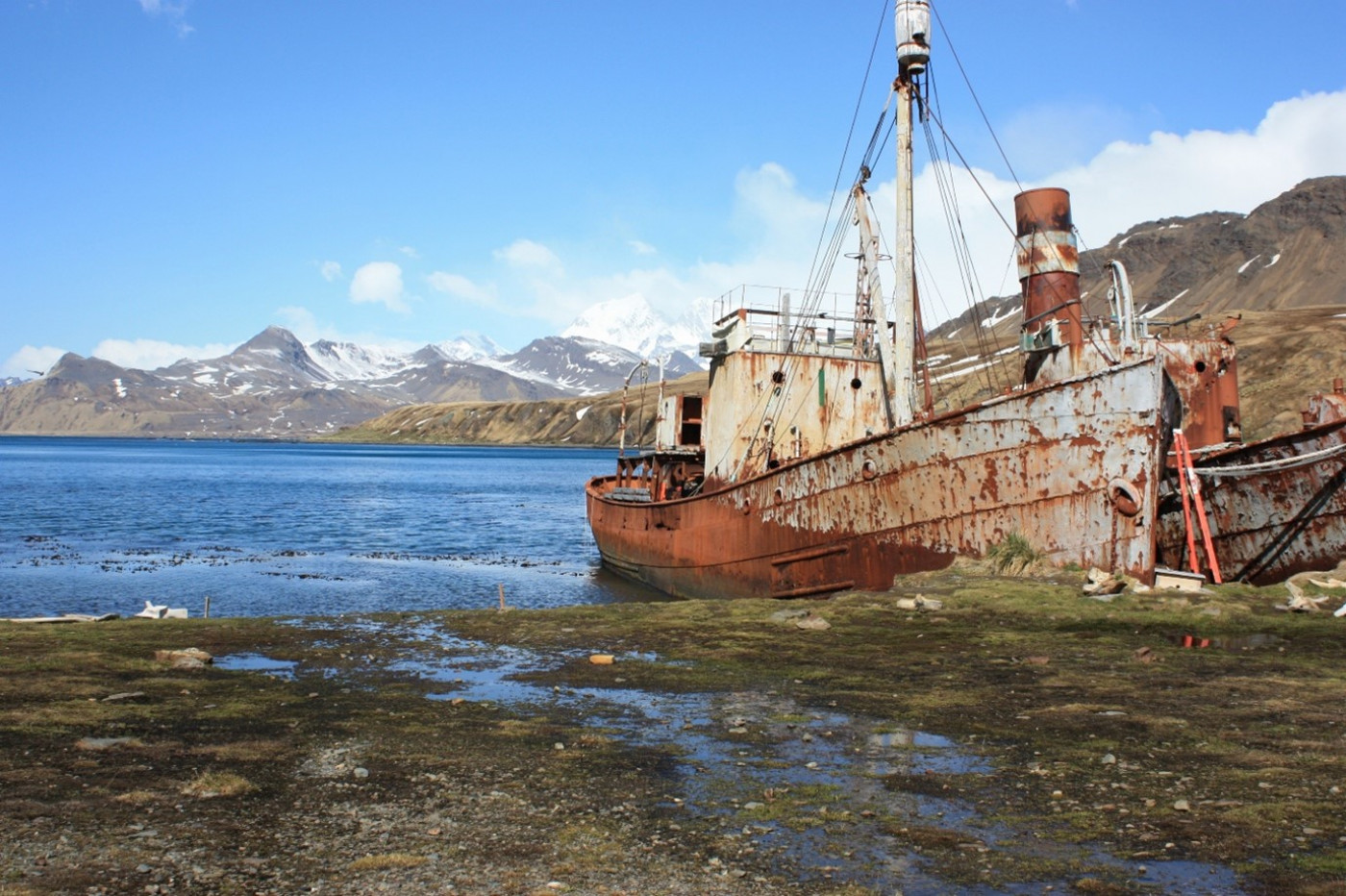 Viola at Grytviken